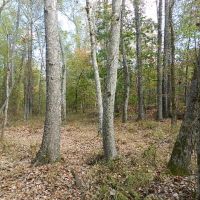 Timber Investment &nbsp; Hunting images 6
