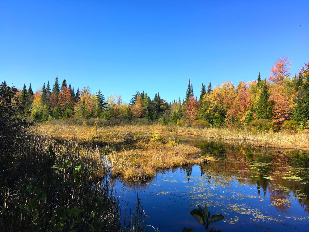 88 acres Adirondack Hunting Land Waverly NY featured image
