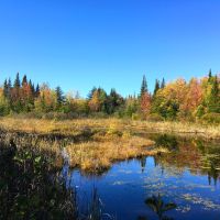 88 acres Adirondack Hunting Land Waverly NY