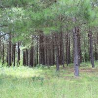12 Acre Lake images 5