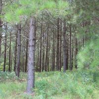 12 Acre Lake images 6