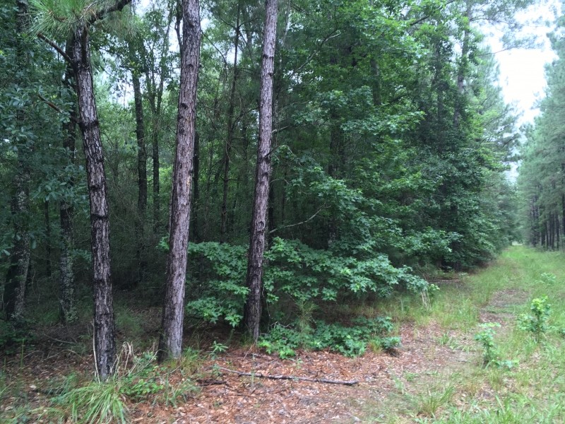 Hidden Forest featured image