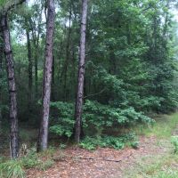 Hidden Forest images 1