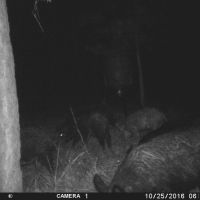 Hidden Forest images 2