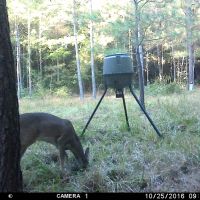 Hidden Forest images 3