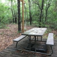Hidden Forest images 4