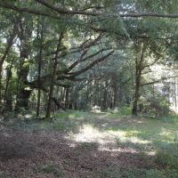 Riverfront Recreational Land For Sale in Georgetown  MS images 3