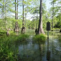 Riverfront Recreational Land For Sale in Georgetown  MS images 5