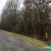 40 ac - Hunting Tract with Great Access images 3