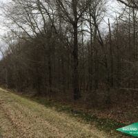 40 ac - Hunting Tract with Great Access images 4