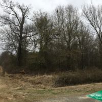 40 ac - Hunting Tract with Great Access images 6