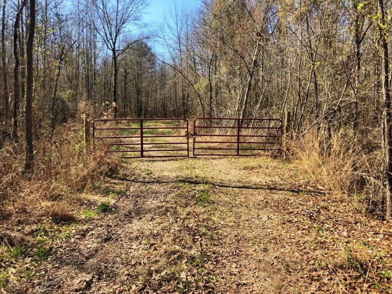 185 Acres Hunting  Timber Land for Sale Copiah County  MS featured image