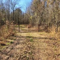 185 Acres Hunting  Timber Land for Sale Copiah County  MS