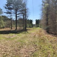 185 Acres Hunting  Timber Land for Sale Copiah County  MS images 2