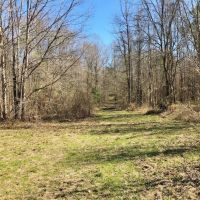 185 Acres Hunting  Timber Land for Sale Copiah County  MS images 5