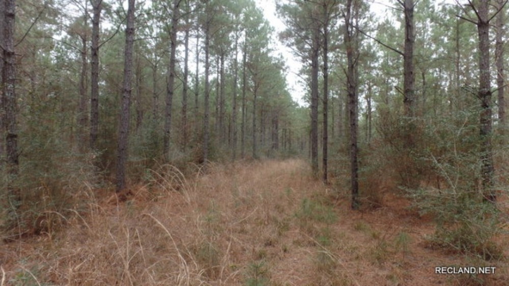 371 ac - Timber Invest Tract with Hunting featured image