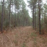 371 ac - Timber Invest Tract with Hunting