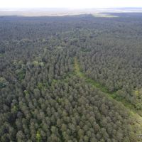371 ac - Timber Invest Tract with Hunting images 2