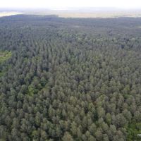 371 ac - Timber Invest Tract with Hunting images 3