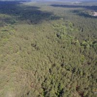 371 ac - Timber Invest Tract with Hunting images 4