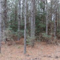 371 ac - Timber Invest Tract with Hunting images 5