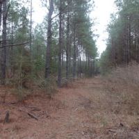371 ac - Timber Invest Tract with Hunting images 6