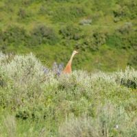 Dunckley Flattops Ranch images 4