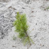 Dunn &nbsp;  &nbsp;   s Creek Hunting Land images 3