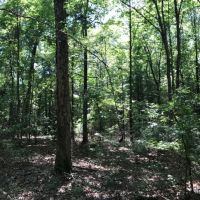 36 ac - Timberland &nbsp; Hunting Tract images 2