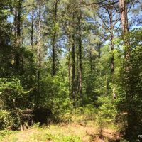 36 ac - Timberland &nbsp; Hunting Tract images 3