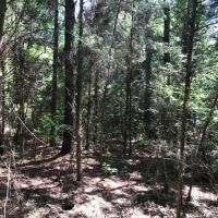 36 ac - Timberland &nbsp; Hunting Tract images 4