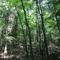 36 ac - Timberland &nbsp; Hunting Tract images 5