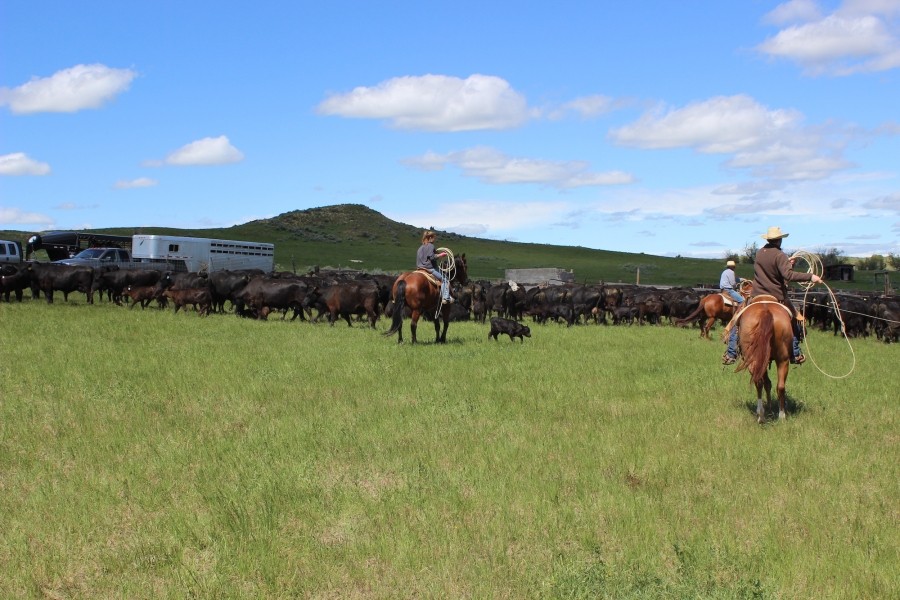 Otter Creek Ranch featured image