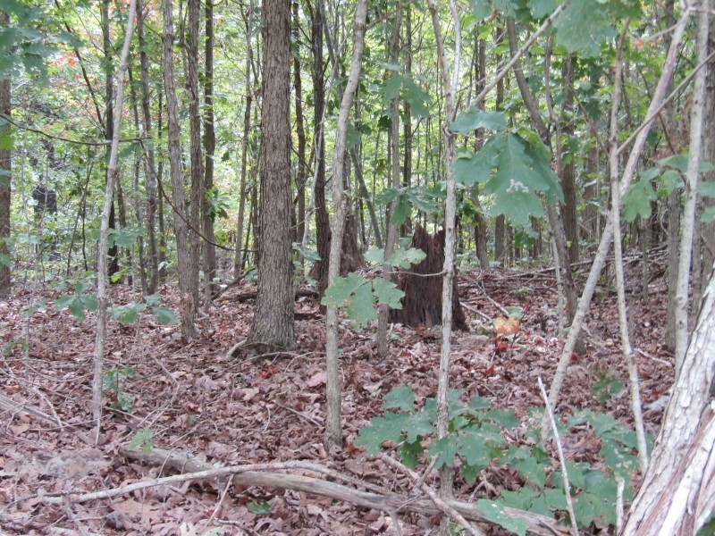 Adair Hunting &nbsp; Timber 900-Rb featured image