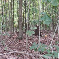 Adair Hunting &nbsp; Timber 900-Rb
