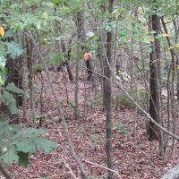 Adair Hunting &nbsp; Timber 900-Rb images 2