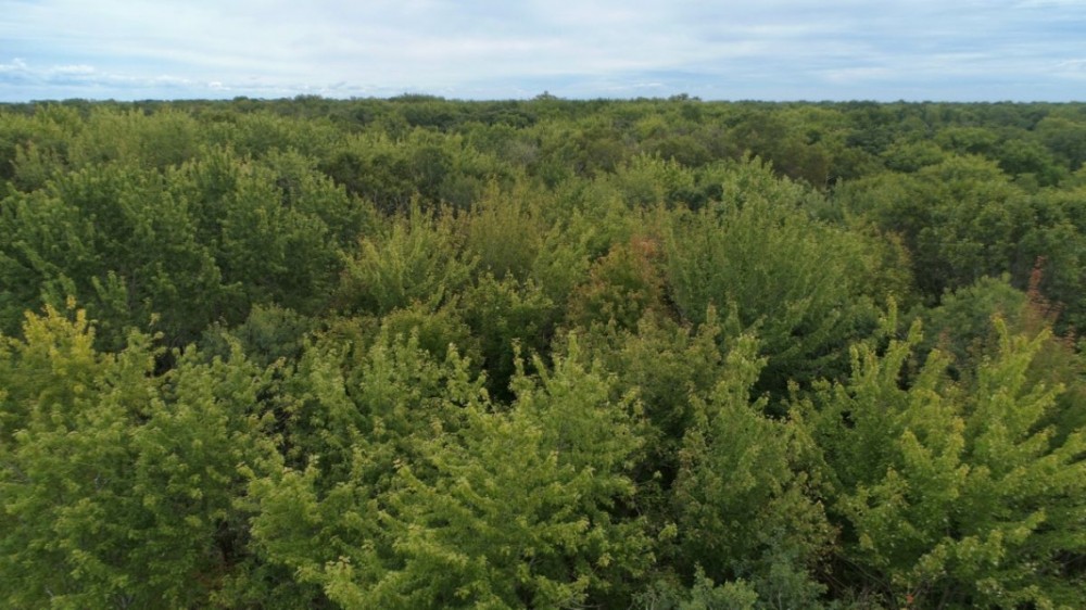 Priced to Sell Hunting Land in Juneau County  WI featured image