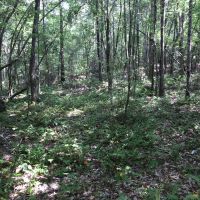 10-029-bedgood-tract images 5