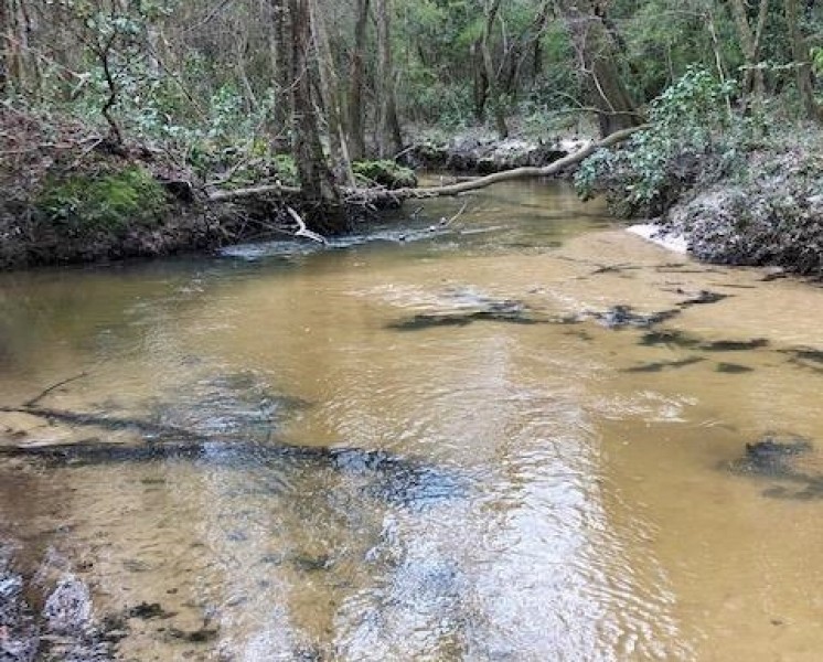 100 Acres Hunting Timberland For Sale South MS featured image