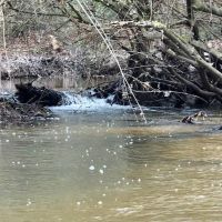 100 Acres Hunting Timberland For Sale South MS images 2