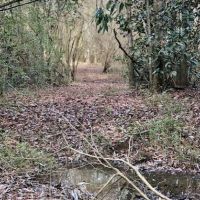 100 Acres Hunting Timberland For Sale South MS images 3