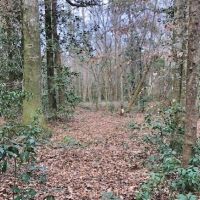 100 Acres Hunting Timberland For Sale South MS images 5