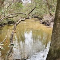 100 Acres Hunting Timberland For Sale South MS images 6