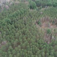 53 Wooded Acres Near the Wisconsin River in Iowa County images 6