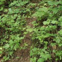 Hunting Property w Farmhouse For Sale Richland County WI images 6