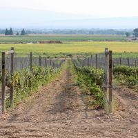 Olathe  Colorado Ranch  Vineyard &nbsp; Winery For Sale images 5