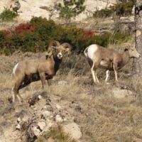 Hunt Mule & Whitetail in NW Nebraska