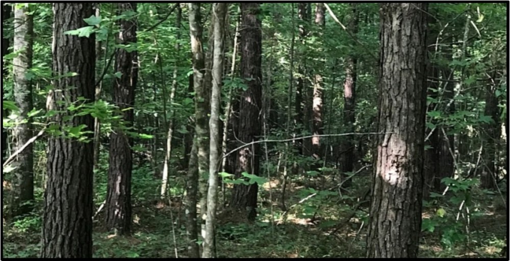 57 Acres in Oktibbeha County in Starkville  MS featured image