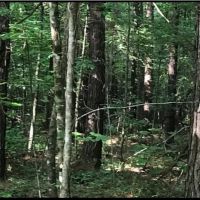 57 Acres in Oktibbeha County in Starkville  MS