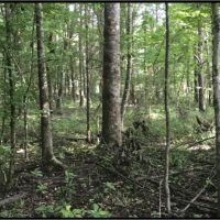 57 Acres in Oktibbeha County in Starkville  MS images 2